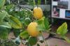 Výstava citrusů a jiných užitkových rostlin