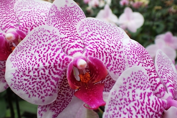 orchidej mendelu