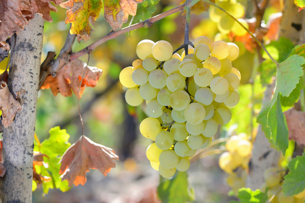 Ve Valticích se uskuteční první celostátní vinařský kongres