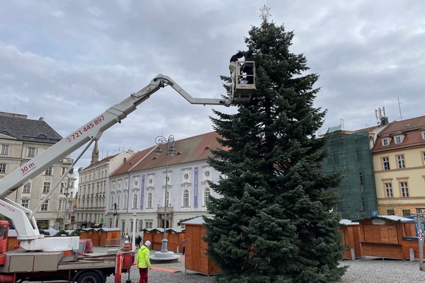 zelnak vanocni stom foto brno-Stred