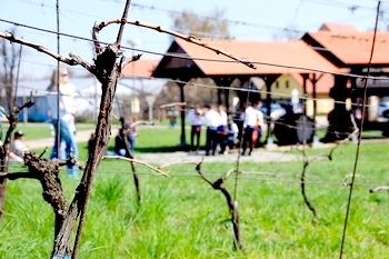 Festival otevřených sklepů 07 350x233